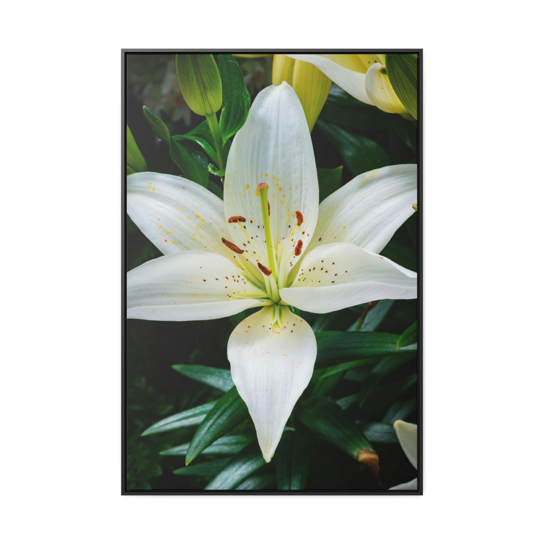 White Lily - Canvas with Frame - Visiting This World