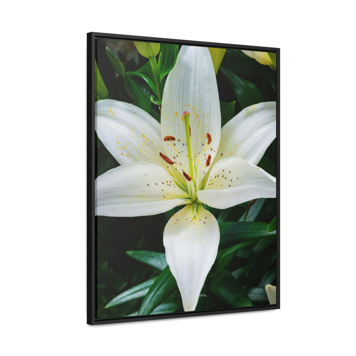 White Lily - Canvas with Frame - Visiting This World