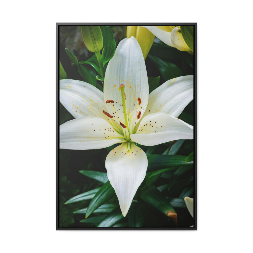 White Lily - Canvas with Frame - Visiting This World