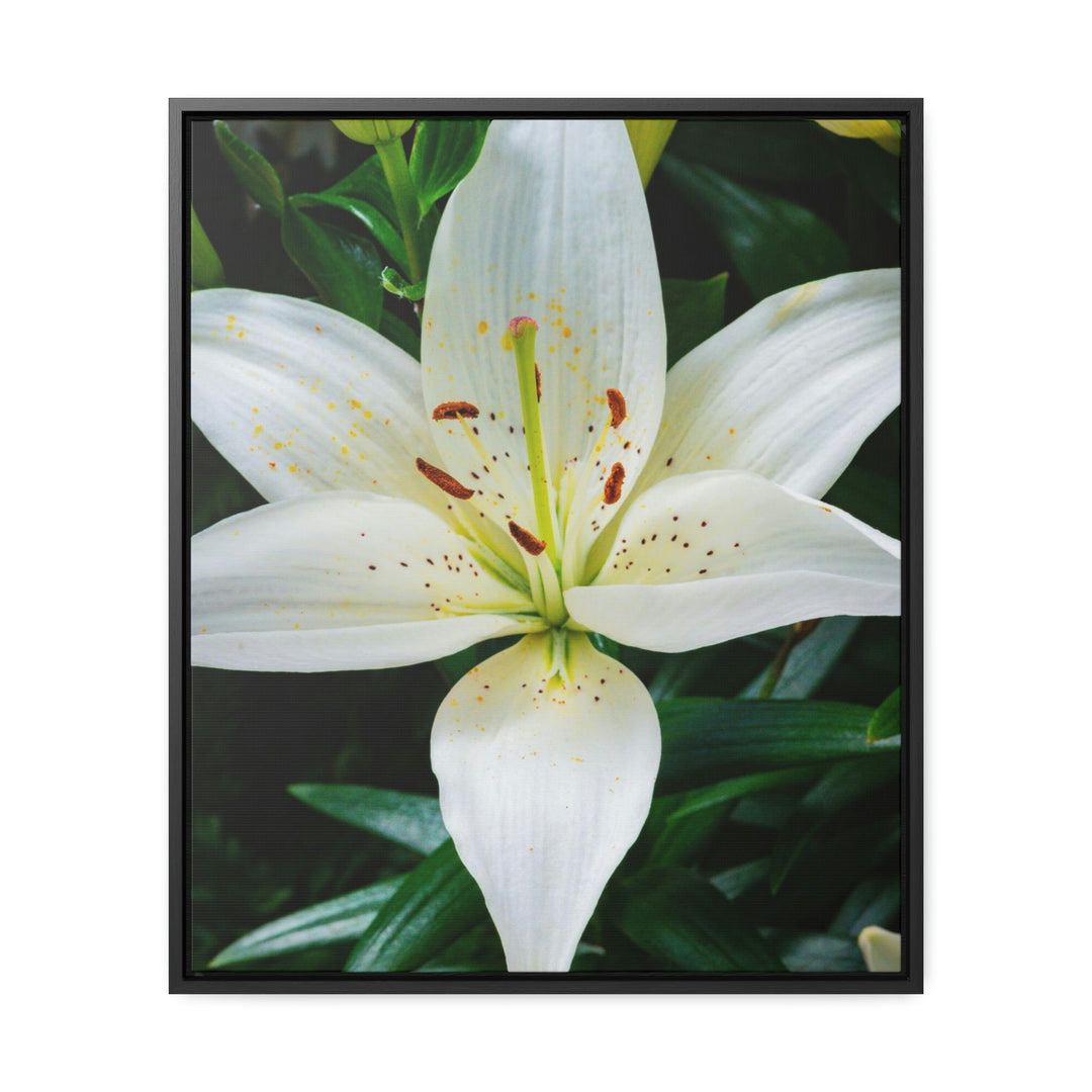 White Lily - Canvas with Frame - Visiting This World