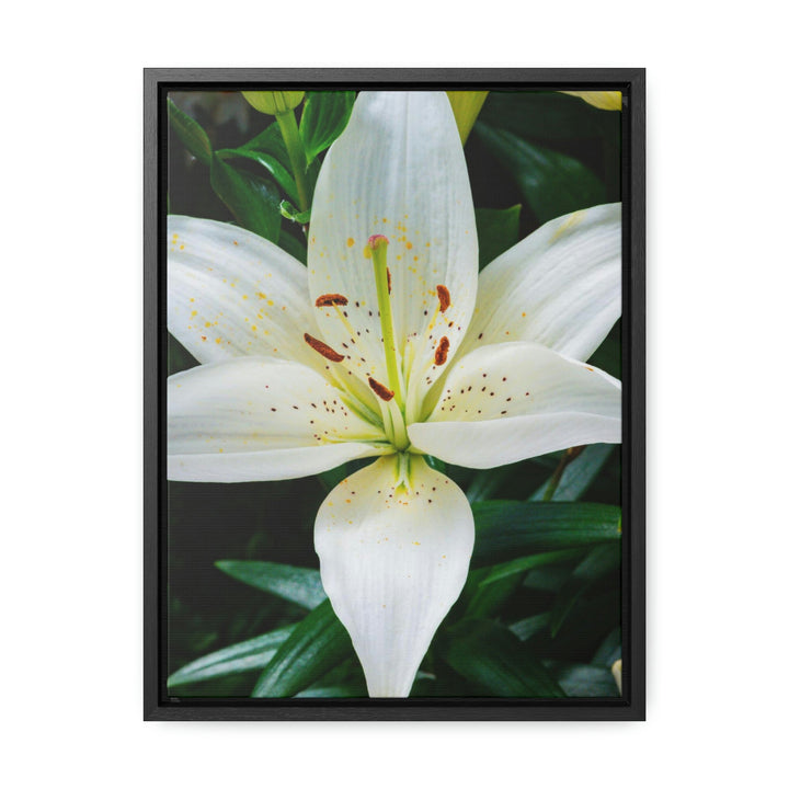 White Lily - Canvas with Frame - Visiting This World