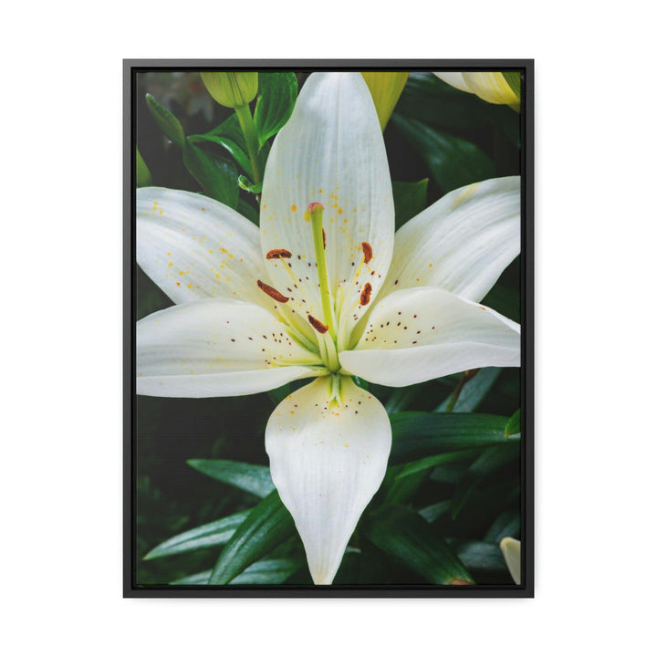 White Lily - Canvas with Frame - Visiting This World