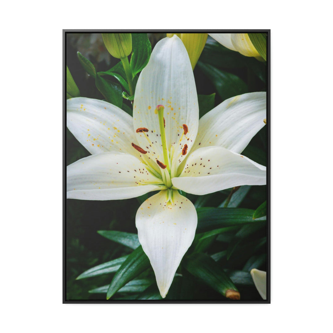 White Lily - Canvas with Frame - Visiting This World