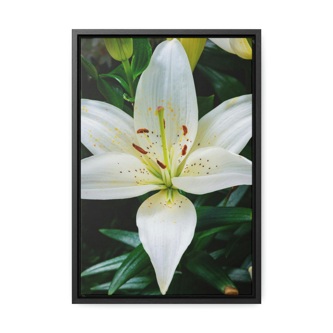 White Lily - Canvas with Frame - Visiting This World