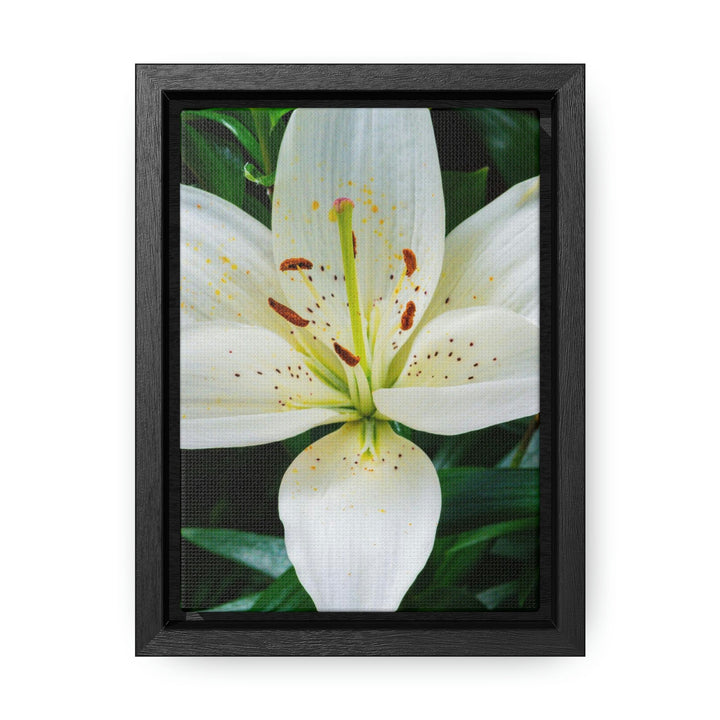 White Lily - Canvas with Frame - Visiting This World