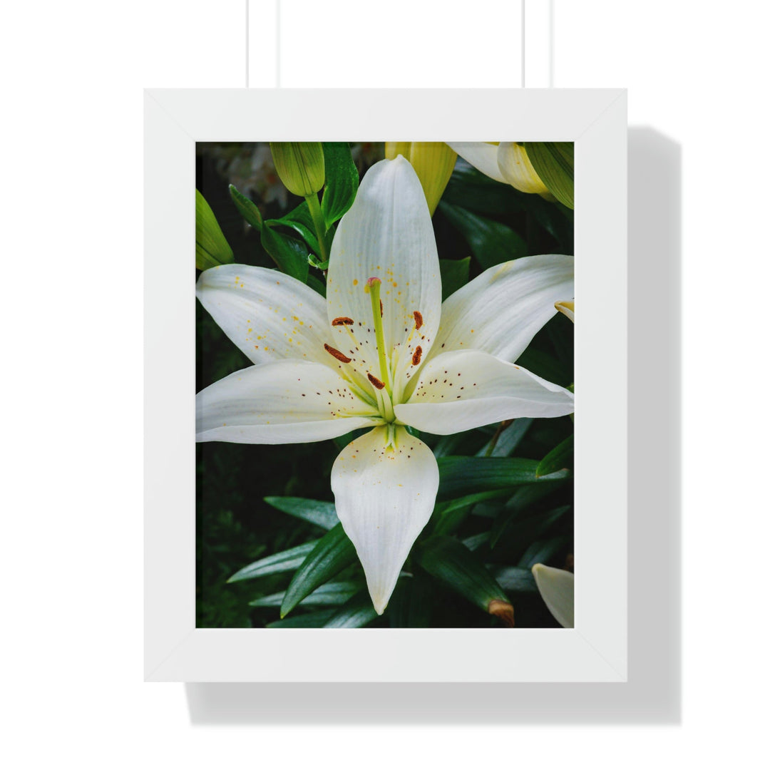 White Lily - Framed Print - Visiting This World