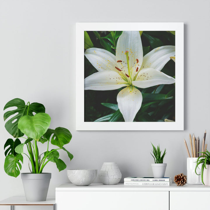 White Lily - Framed Print - Visiting This World