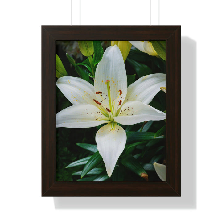 White Lily - Framed Print - Visiting This World