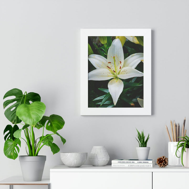 White Lily - Framed Print - Visiting This World