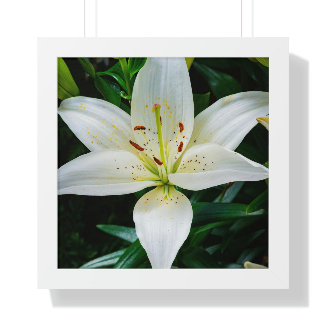 White Lily - Framed Print - Visiting This World