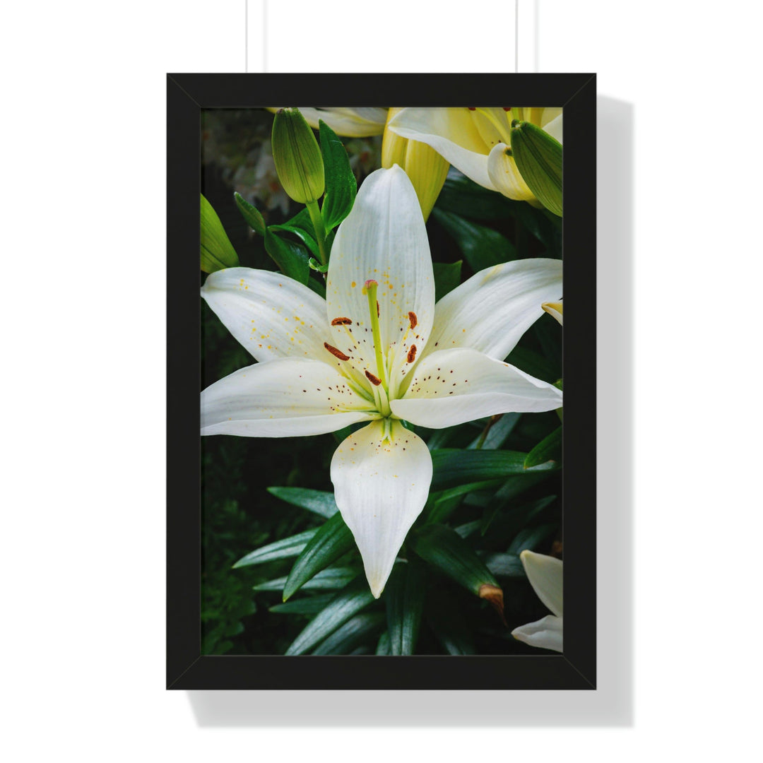 White Lily - Framed Print - Visiting This World