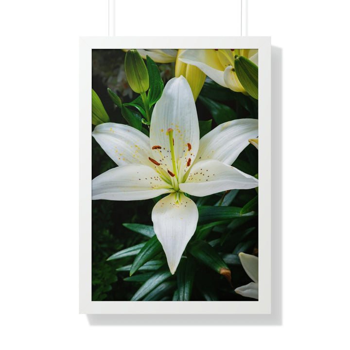 White Lily - Framed Print - Visiting This World