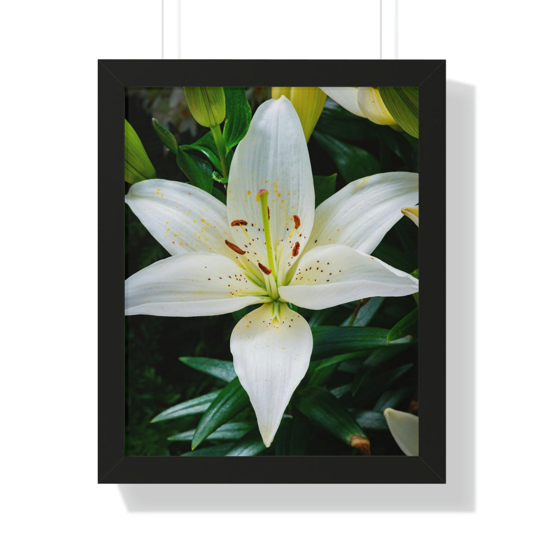 White Lily - Framed Print - Visiting This World