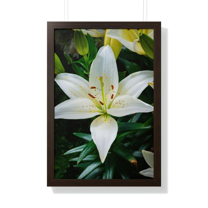 White Lily - Framed Print - Visiting This World