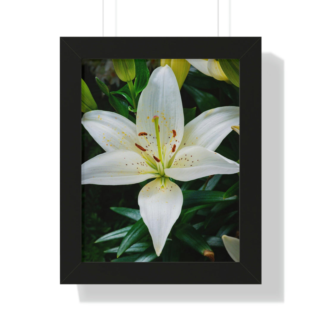 White Lily - Framed Print - Visiting This World