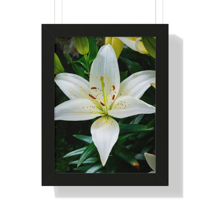 White Lily - Framed Print - Visiting This World