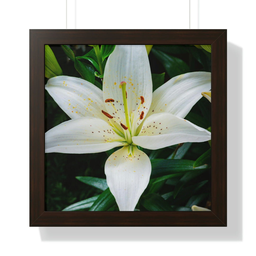 White Lily - Framed Print - Visiting This World