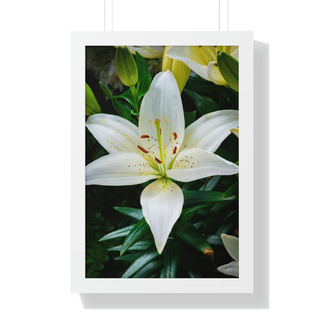 White Lily - Framed Print - Visiting This World