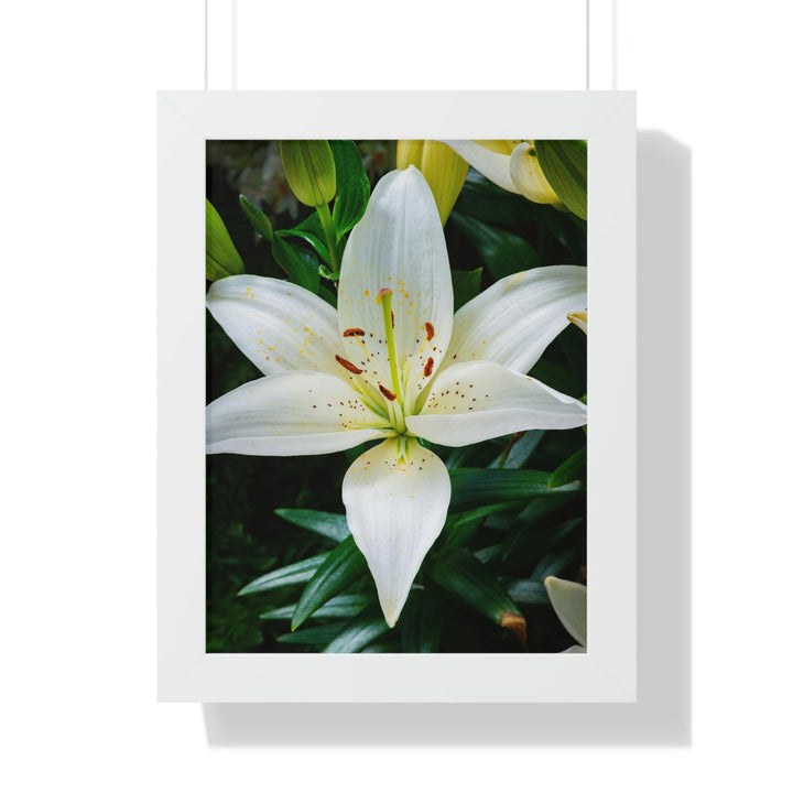 White Lily - Framed Print - Visiting This World