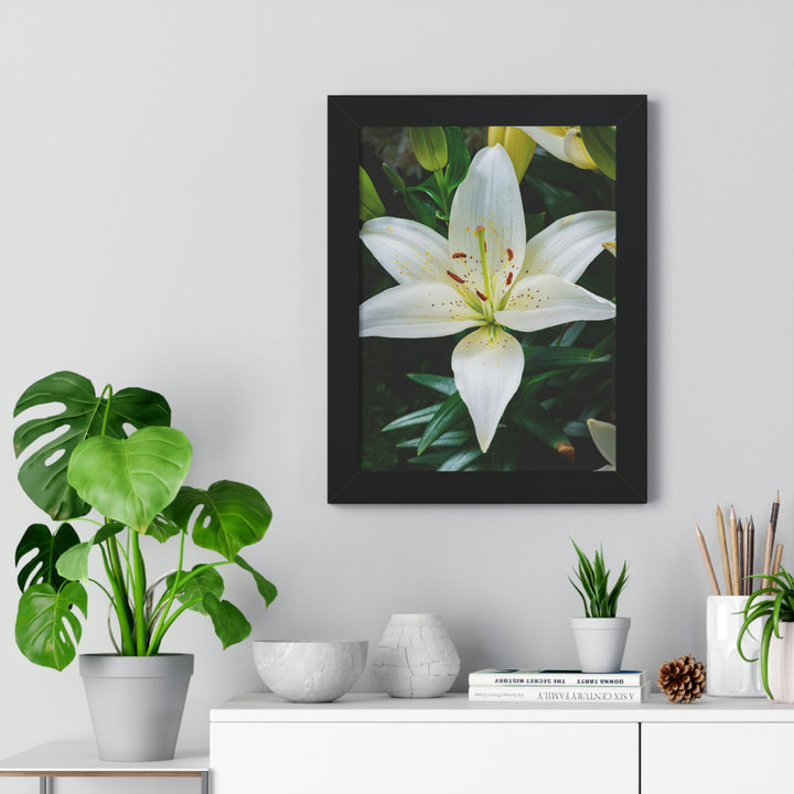 White Lily - Framed Print - Visiting This World