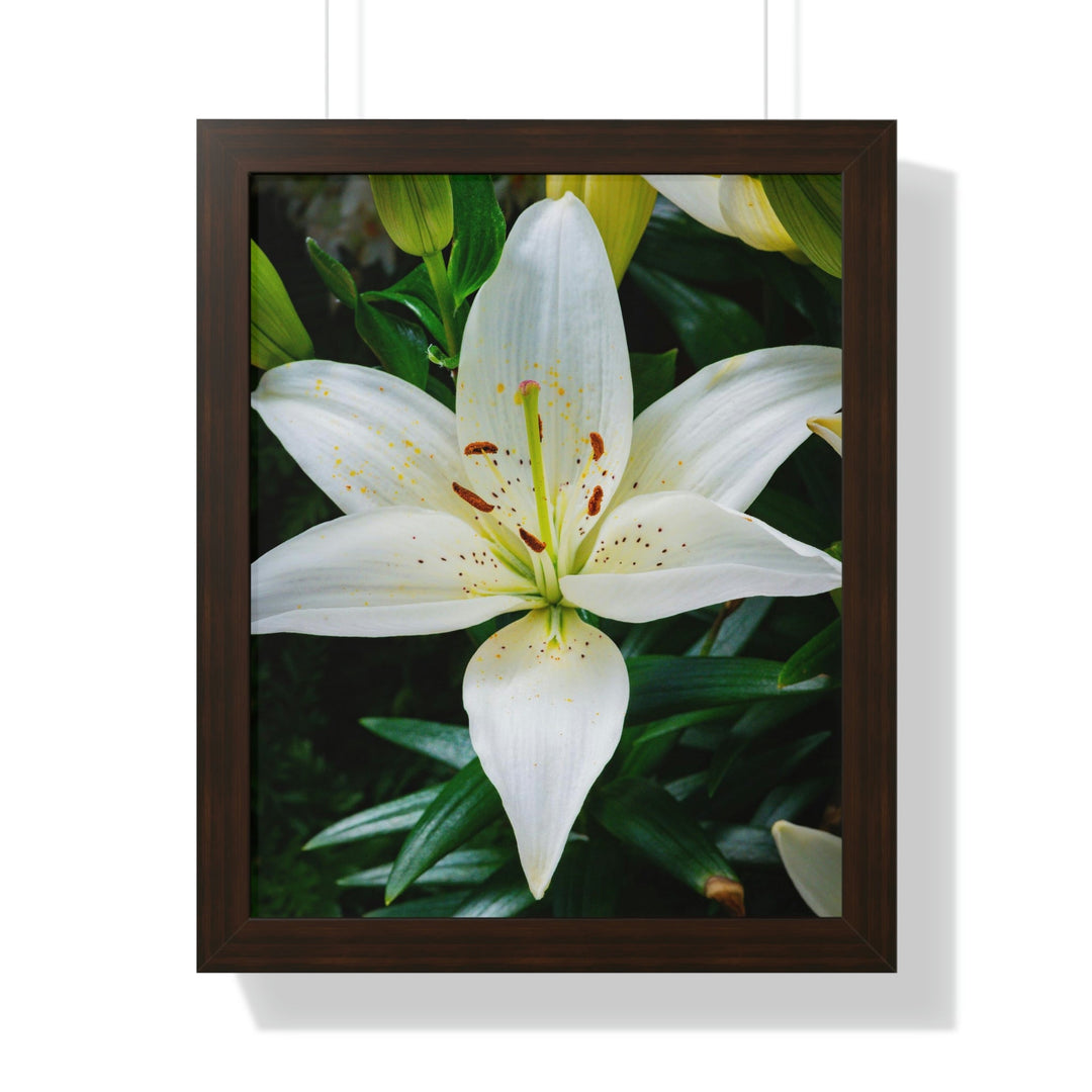 White Lily - Framed Print - Visiting This World