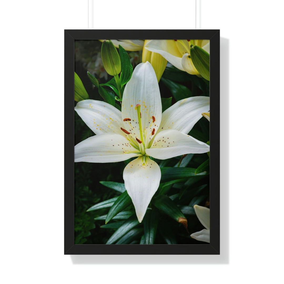 White Lily - Framed Print - Visiting This World