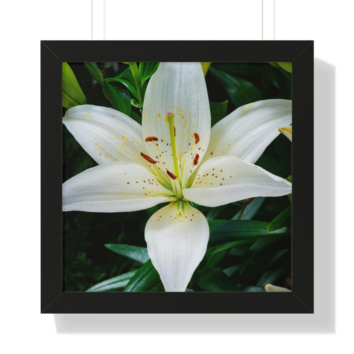 White Lily - Framed Print - Visiting This World