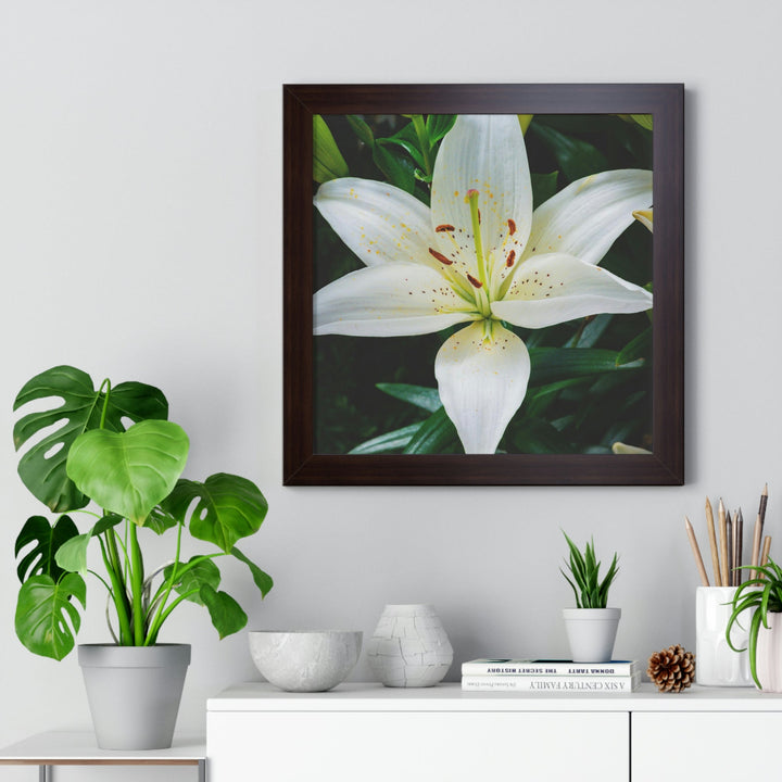 White Lily - Framed Print - Visiting This World