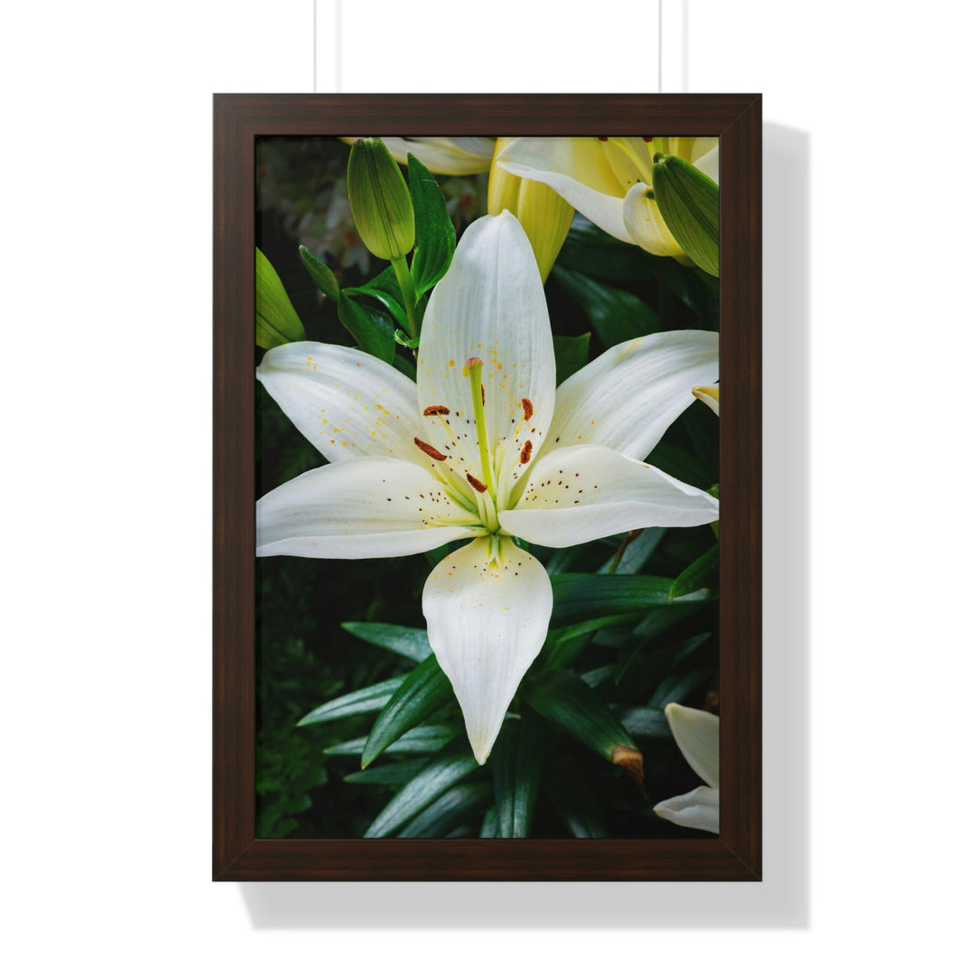 White Lily - Framed Print - Visiting This World