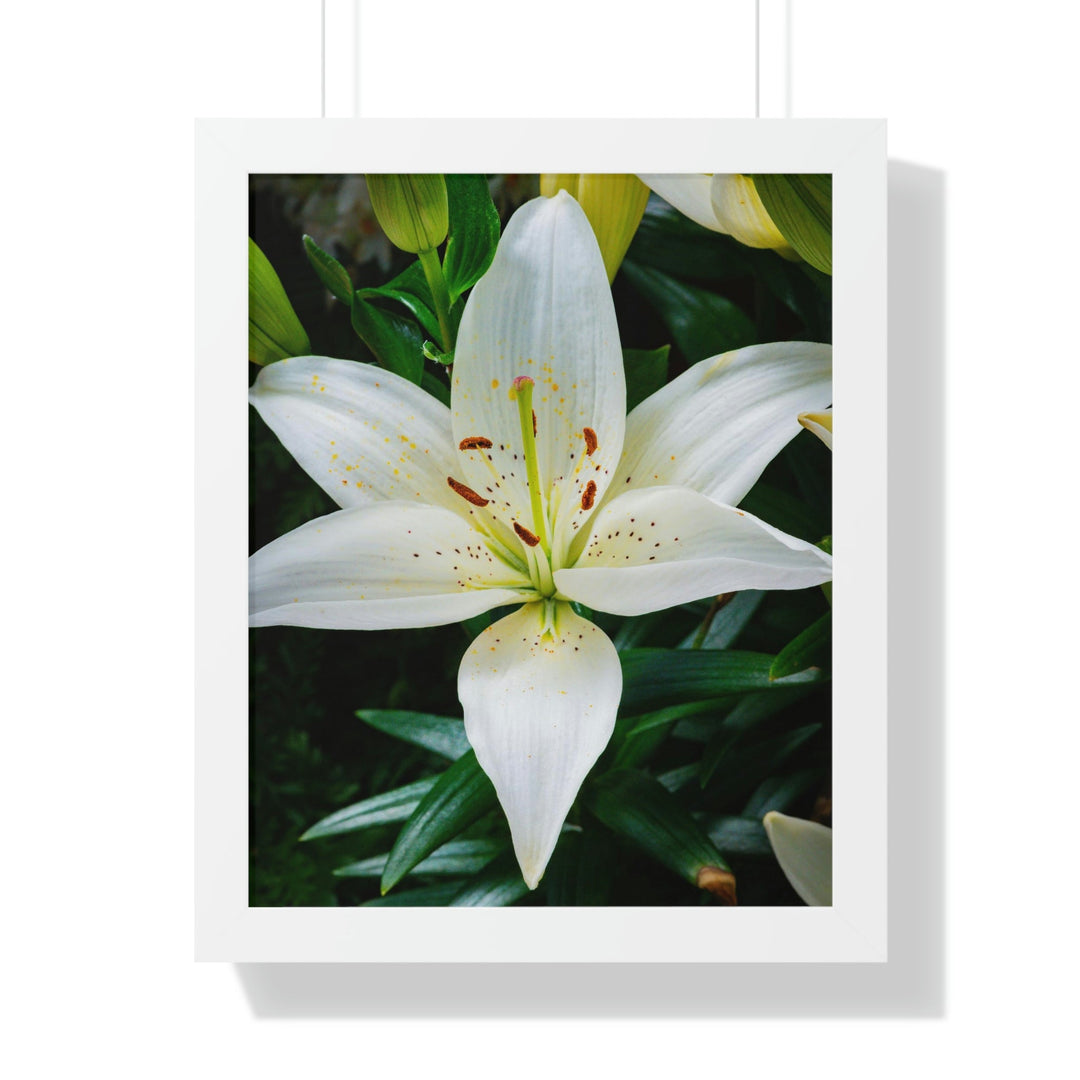 White Lily - Framed Print - Visiting This World