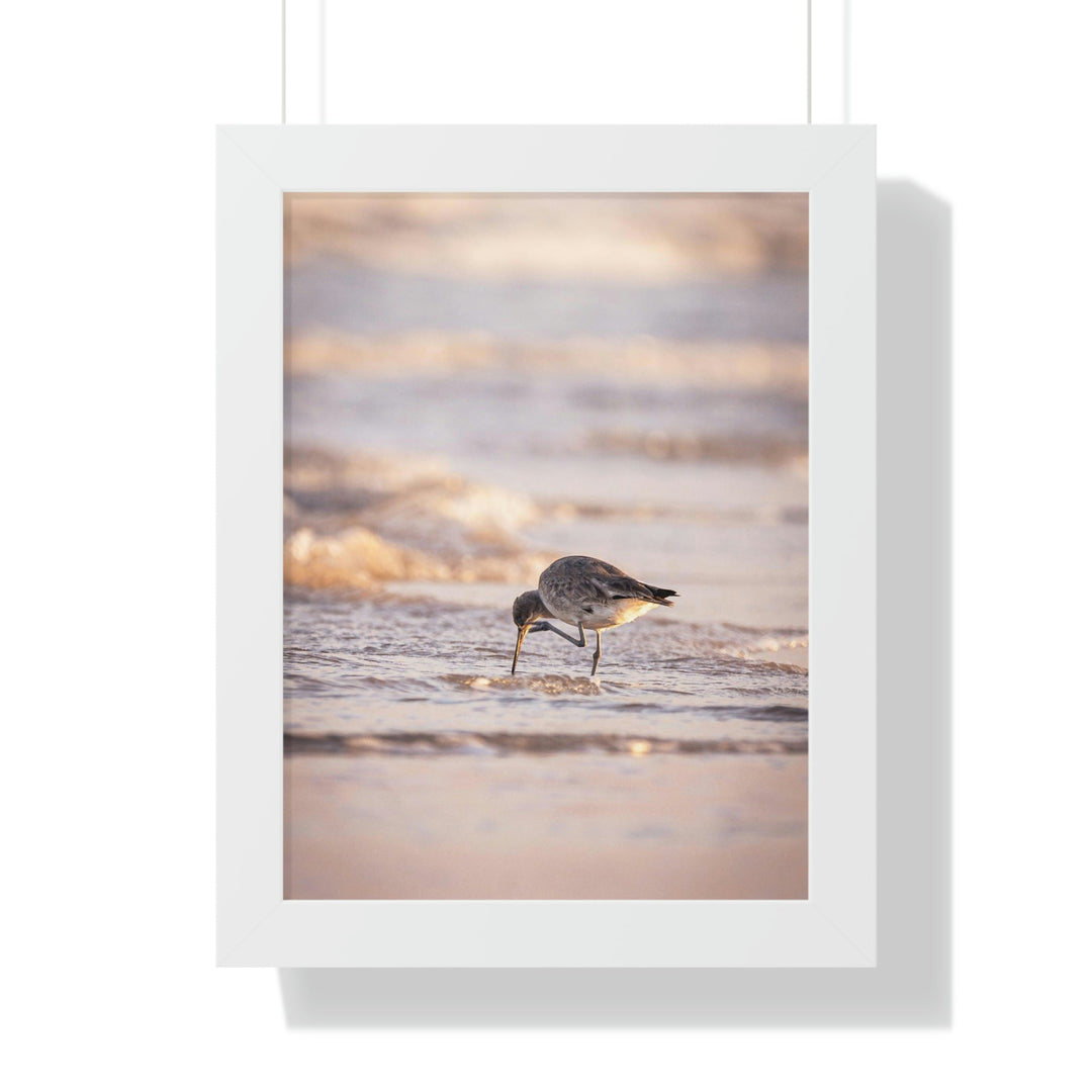 Willet Itch - Framed Print - Visiting This World