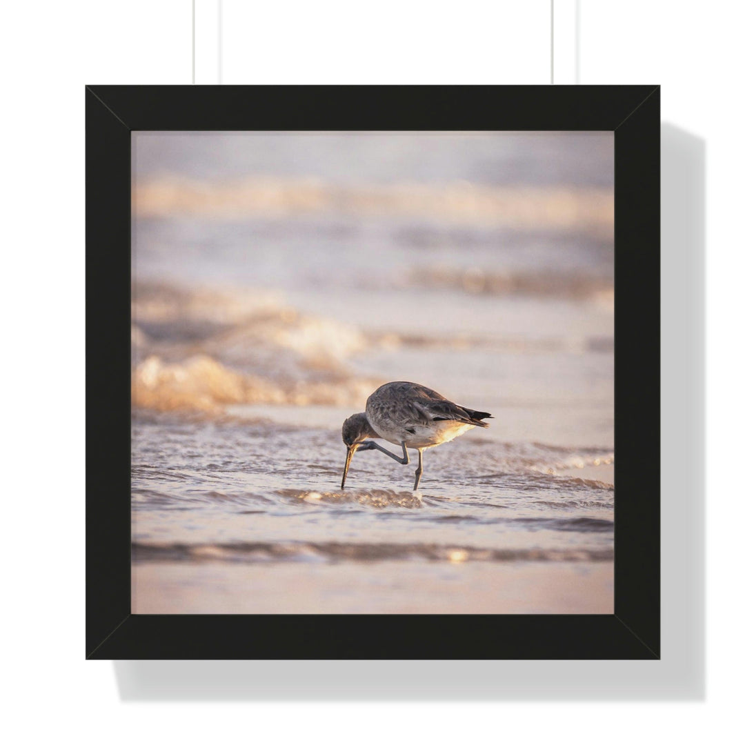 Willet Itch - Framed Print - Visiting This World