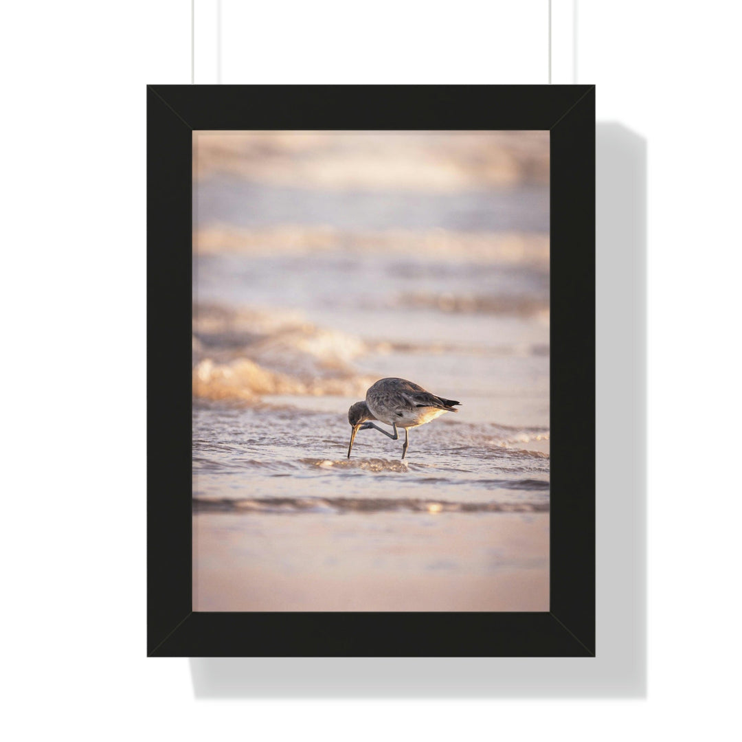 Willet Itch - Framed Print - Visiting This World